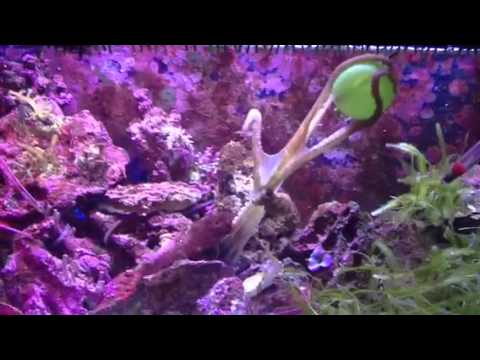 Target training a Caribbean Reef Octopus