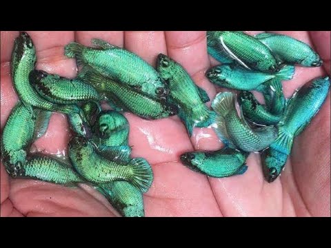 Terça com Bettas (Consultoria Grátis )