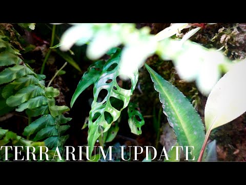 Terrarium Update