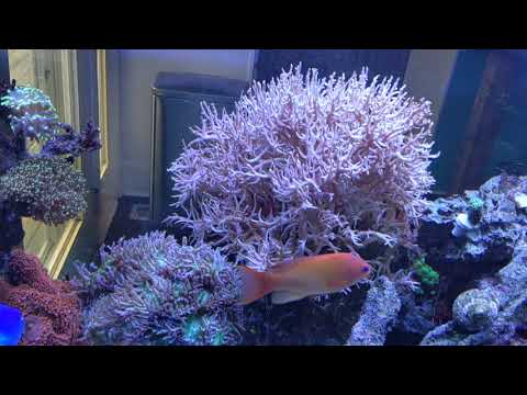 Terry's Reef-Tank: Kessil A360-X Lighting Schedule
