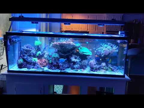 Terry's Reef Tank- Kessil A360-X Review
