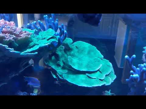 Terry's Reef Tank- Kessil A360-X T5 Hybrid Review
