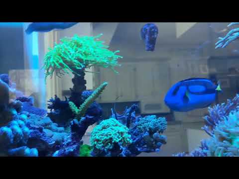 Terry's Reef Tank- Kessil A360X Update