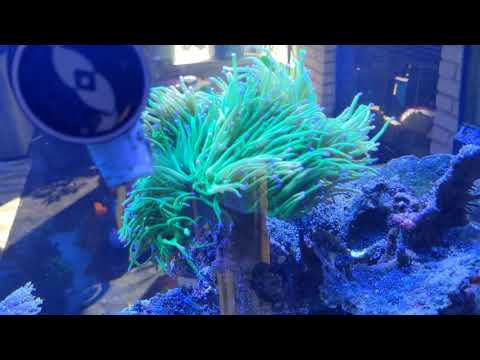 Terry's Reef Tank- Kessil/Reefbrite LED Update
