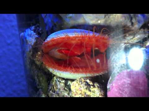 "The Big Blue" Saltwater Biorb