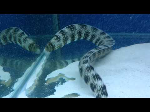 The biggest snowflake eel ever was grown in an Aqua One 620!