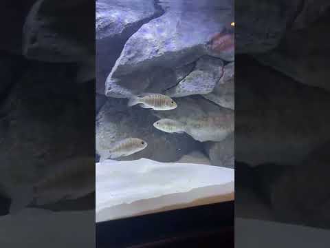 The boys enjoying their new 75G with all the ladies ? #shorts