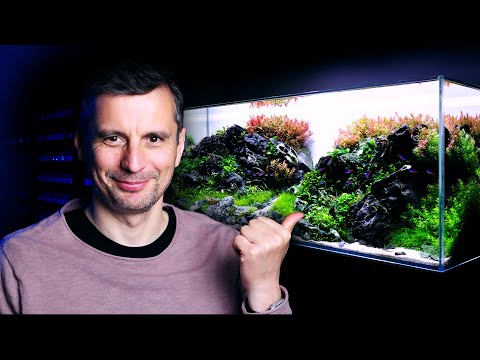The Calm Maintenance Session of the BRAZILIAN-STYLE Aquascape
