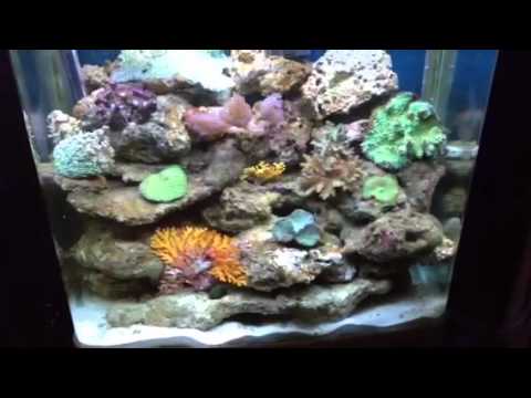 The damsel trap in an aqua one 620t reef aquarium