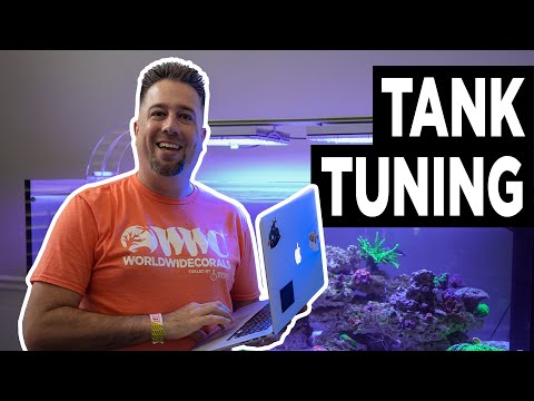 The ELOS Dream Reef Dialing In GNC Lights, GHL Doser 2.1 & Gluing Corals (Episode 6)
