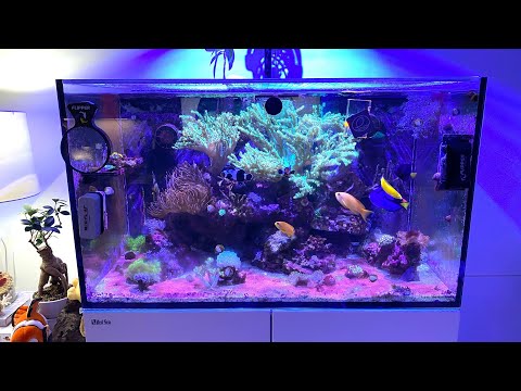 The End of the Red Sea Reefer 250