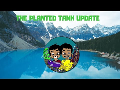 The Innovative Marine Planted Tank
