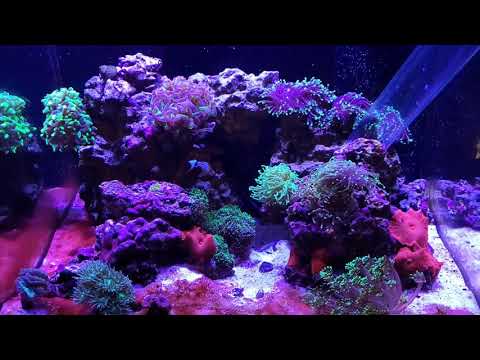 The Last Of The Red Sea Reefer 170