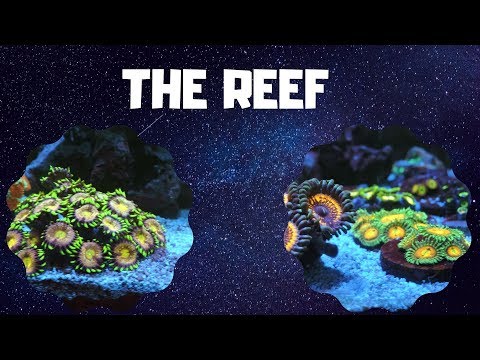THE REEF: UPDATE FOR THE 30L INNOVATIVE MARINE TANK