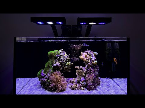 The Reveal of my New 20G Innovative Marine Reef Tank!