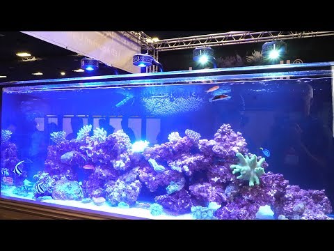 The SECRET why do KESSIL lights create so much shimmer?
