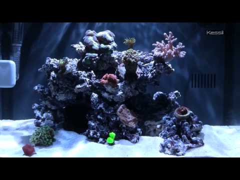 The Spectral Revolution: The making of Kessil A350 Tuna Blue LED Aquarium Light