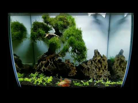 The white 15 gallon fluval flex with Thailand import betta