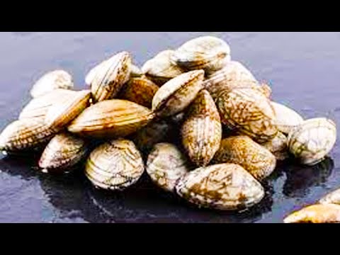 These blood clams are delicious cooked with chili sauce. Blood clams. Octopus