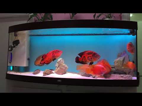Tiger Oscar Fish and Blood Parrot Fish in my 450L Juwel Tank update..