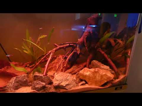 Tiger tropics v16 Juwel rio 125 blackwater tank update