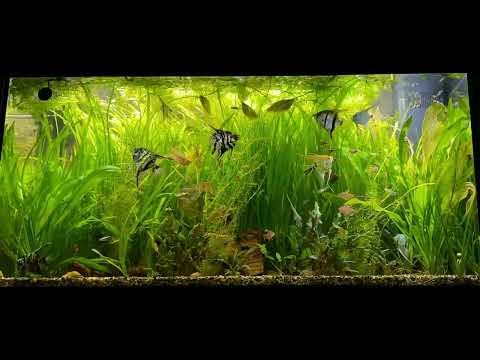 TIME LAPSE JUWEL RIO 350 led “tropical tank” angelfish /pearl gourami