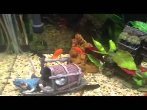 Tips for an aqua one 510 goldfish aquarium