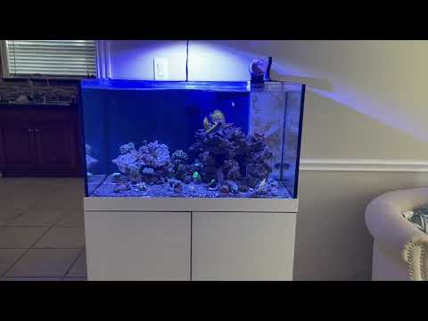 Tony Nguyen – Kessil A360x impression