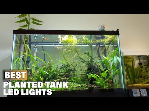 Top 10 Best Led Aquarium Lighting for Plant On Amazon