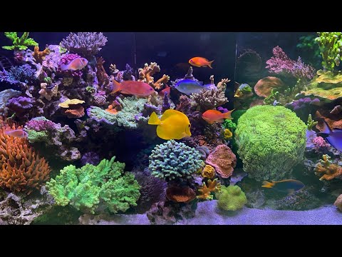 Top Down of My Red Sea Reefer 350