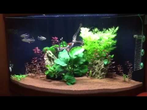 Trigon 190 Juwel Aquarium
