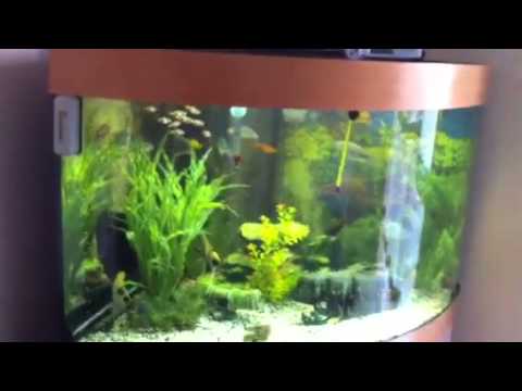 Tropical Fish in a Juwel Tank