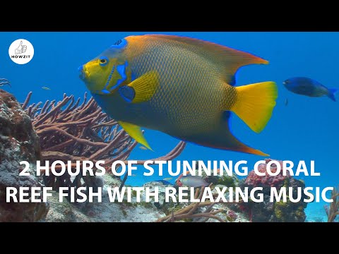 Tropical fish, jellyfish and turtles on coral reef with relaxing music – 2 HOURS