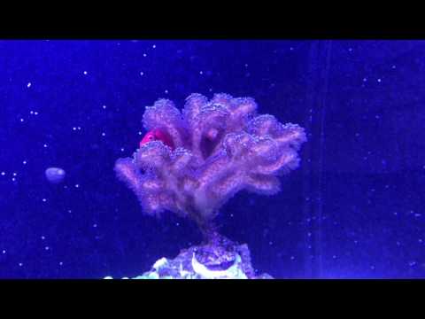 Tuffy's July 2017 Reef Update.  Innovative Marine Nuvo Fusion 40 & 10.