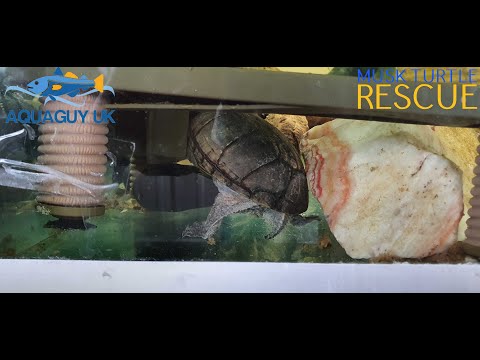 Turtle rescue part 2 basking dock and waterfall