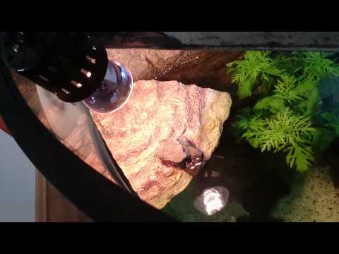 Turtle tank juwel 190 set up