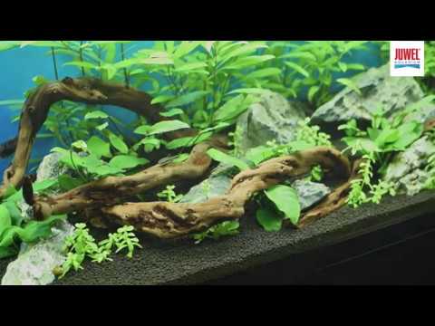 Tuto Aquascaping 110L Juwel Aquarium Primo 110 LED