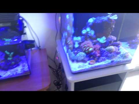 Ultra coloured coral reef aqua one nano