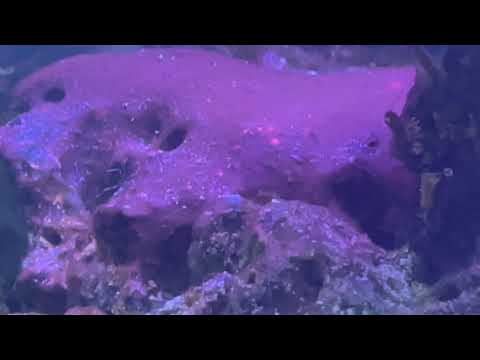 Ultralife Red Slime Stain Remover .. does it work