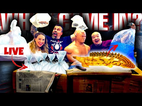 *UNBOXING* AWESOME FISH from NIGERIA- some of these monsters are big