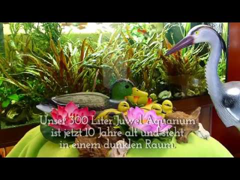 Unser  3oo Liter  Juwel  Aquarium