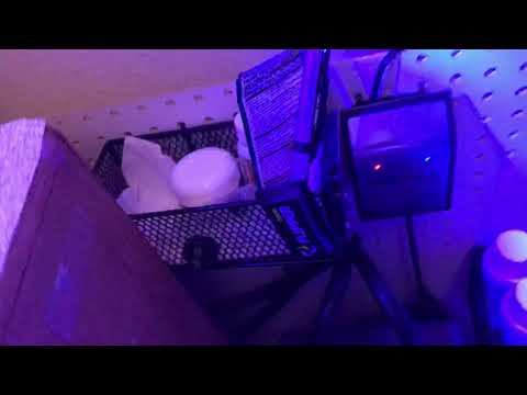 Update #11 on Innovative Marine 10 gal Nuvo Fusion!