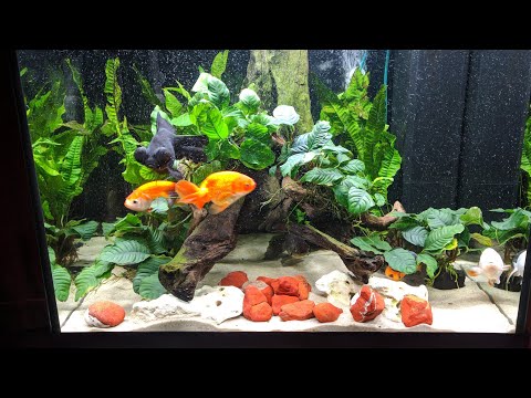 Update fancy goldfish planted Juwel Aquarium