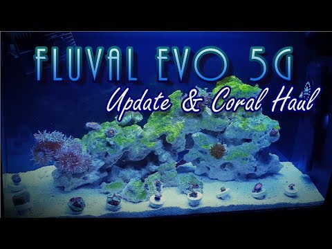 UPDATE: Fluval Evo 5g Reef Tank – World Wide Corals | BLUE DAMSEL