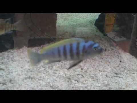 Update of my 300L Juwel Aquarium – new background, layout and filter.