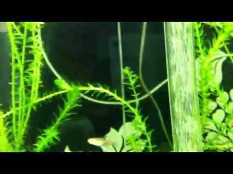 Update on the amano shrimp with eggs and fish in the biorb life 60