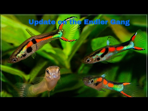 Update on the aqua one 130. Endler's and tank mate's