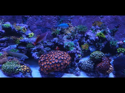 Update on the Red Sea Reefer 525