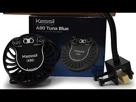 Update on the tank and new Kessil A80 blue