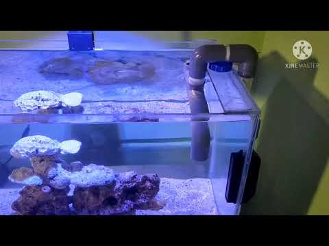 update reef tank low budget, spectra aqua knight v2